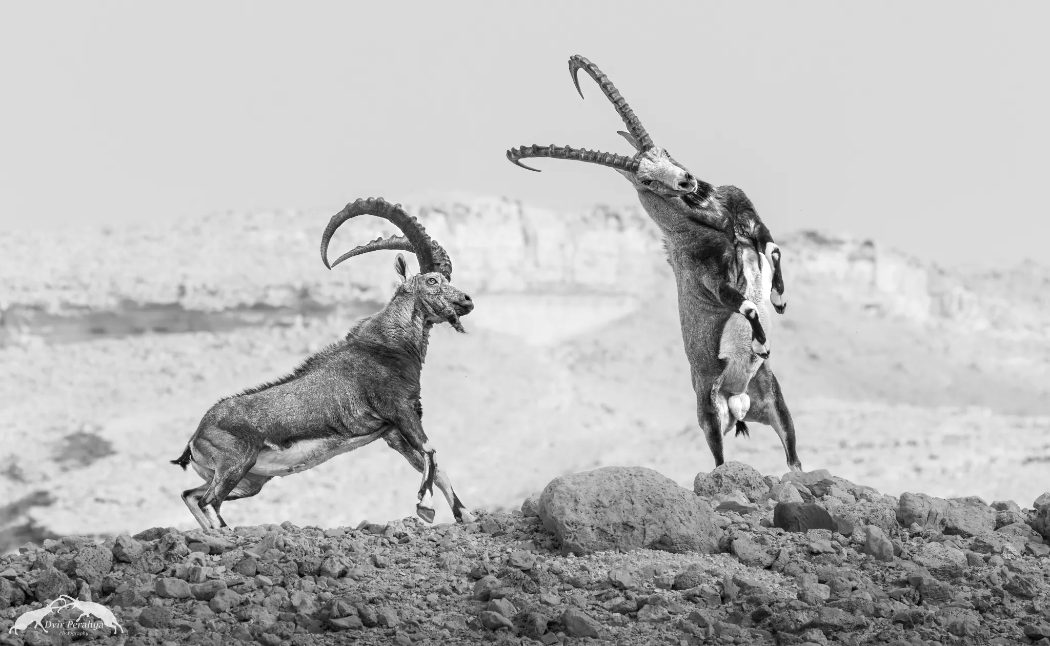A Nubian Ibex standing on a cliff
